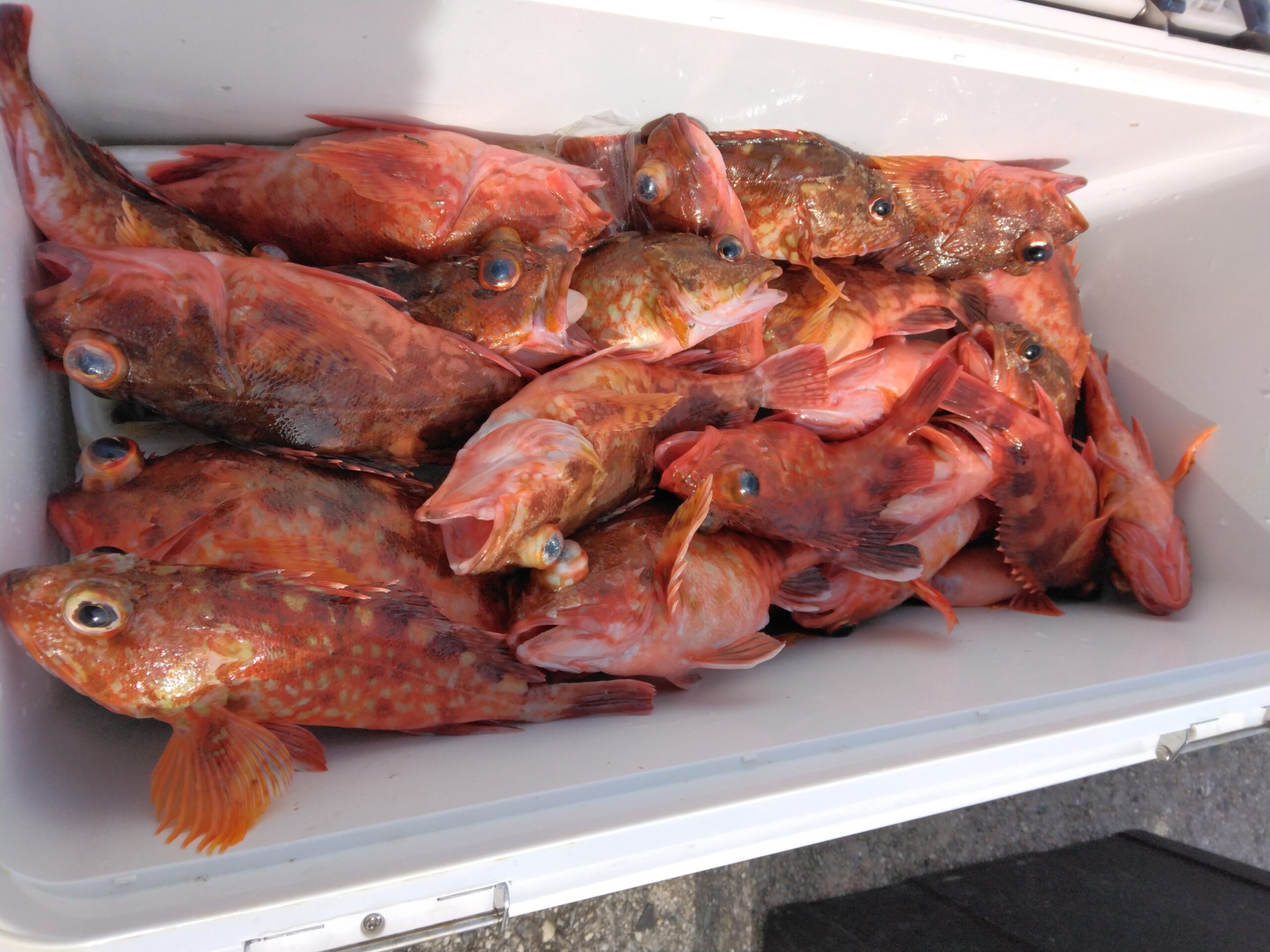 カサゴ五目釣り